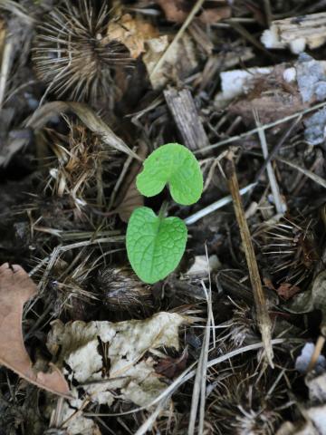 Grande bardane (Arctium lappa)_13