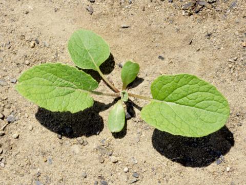 Petite bardane (Arctium minus)_1