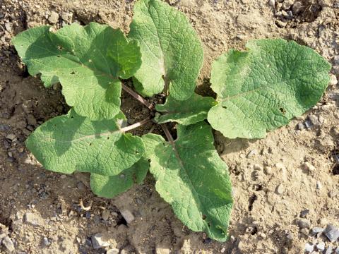 Petite bardane (Arctium minus)_2