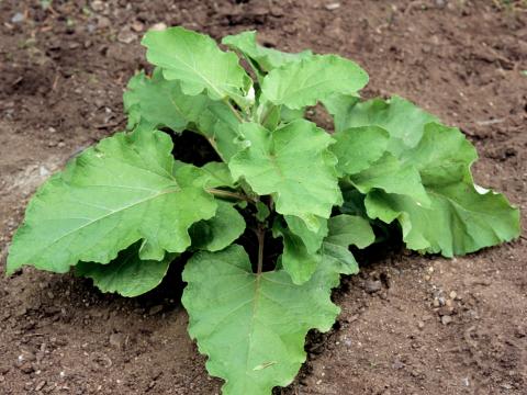 Petite bardane (Arctium minus)_3