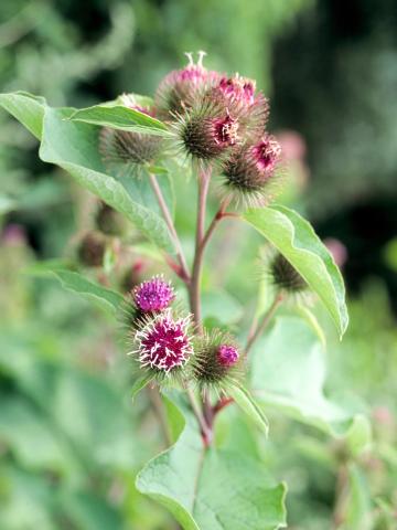 Petite bardane (Arctium minus)_5