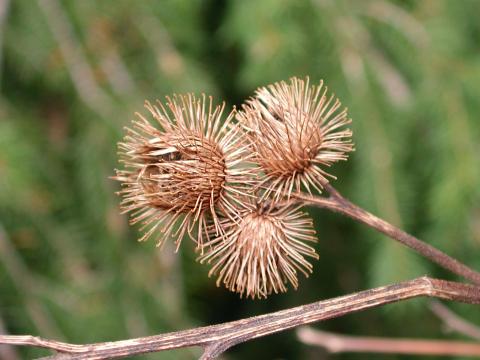 Petite bardane (Arctium minus)_10