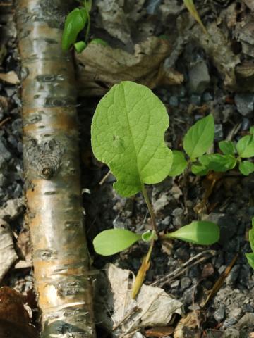 Petite bardane (Arctium minus)_14