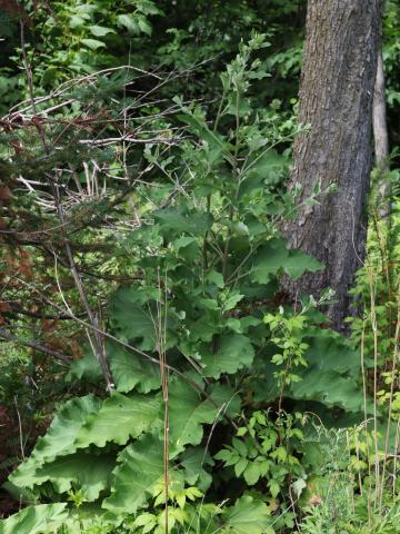 Petite bardane (Arctium minus)_17