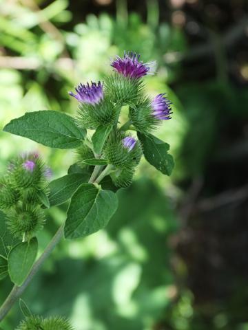 Petite bardane (Arctium minus)_19