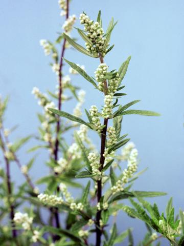 Armoise vulgaire(Artemisia vulgaris)_4