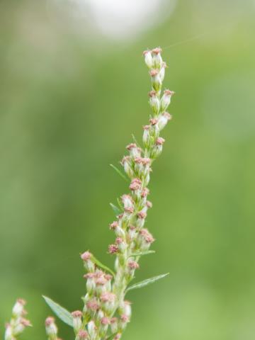 Armoise vulgaire(Artemisia vulgaris)_7