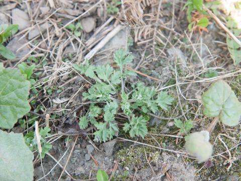 Armoise vulgaire(Artemisia vulgaris)_9