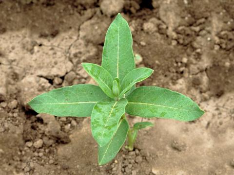 Asclépiade commune (Asclepias syriaca)_2