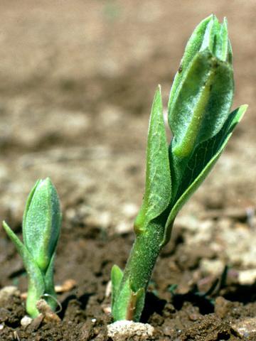 Asclépiade commune (Asclepias syriaca)_3