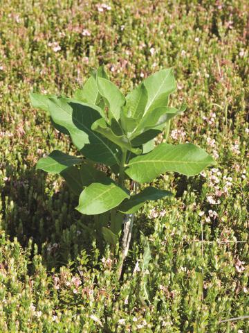 Asclépiade commune (Asclepias syriaca)_9