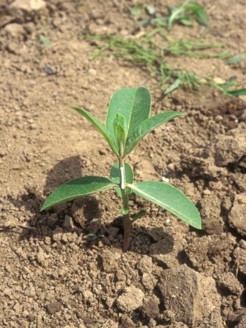 Asclépiade commune (Asclepias syriaca)_16