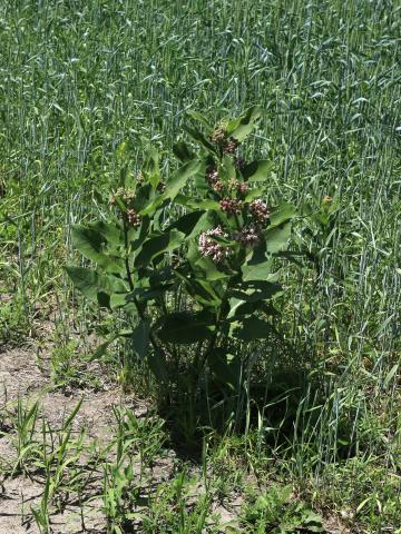 Asclépiade commune (Asclepias syriaca)_22