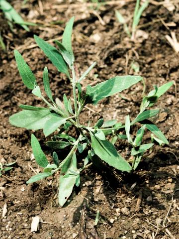 Arroche étalée(Atriplex patula)_3