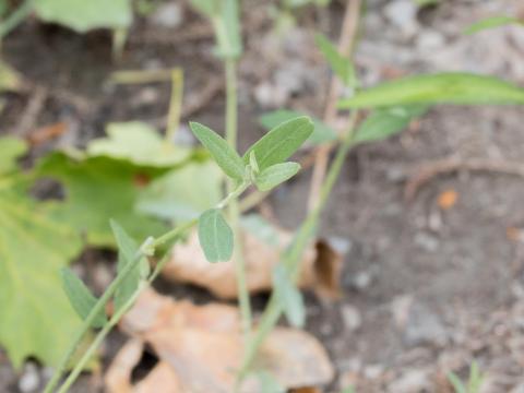 Arroche étalée(Atriplex patula)_10