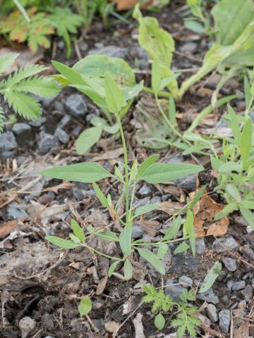 Arroche étalée(Atriplex patula)_11