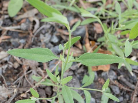 Arroche étalée(Atriplex patula)_12