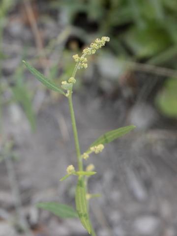 Arroche étalée(Atriplex patula)_13