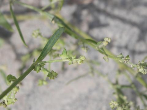 Arroche étalée(Atriplex patula)_17