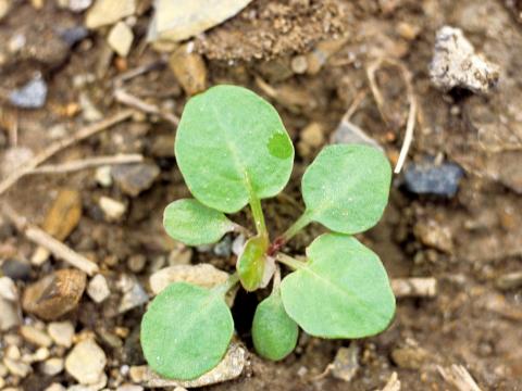 Barbarée vulgaire(Barbarea vulgaris)_1