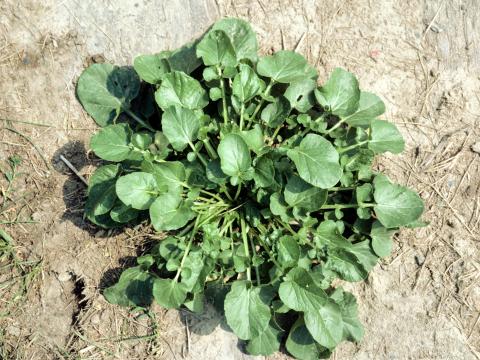 Barbarée vulgaire(Barbarea vulgaris)_2