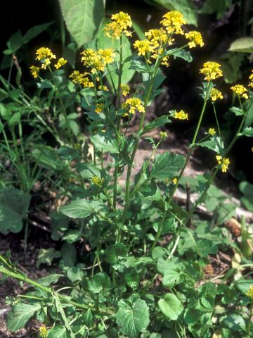 Barbarée vulgaire(Barbarea vulgaris)_7