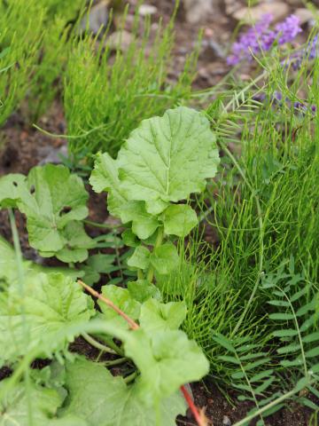 Barbarée vulgaire(Barbarea vulgaris)_16