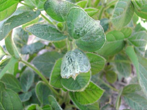 Soya - dicamba (4)_9