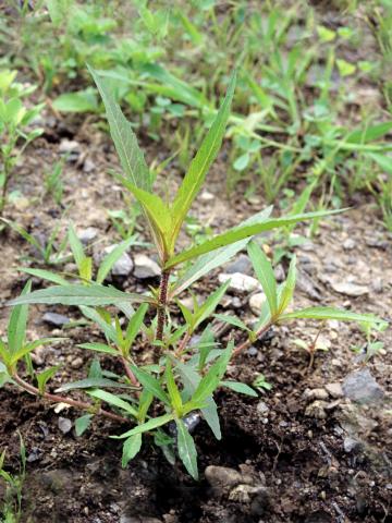 Bident penché(Bidens cernua)_2