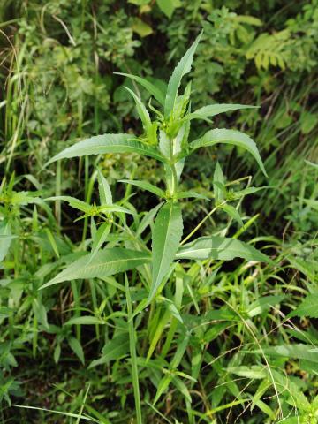 Bident penché(Bidens cernua)_18