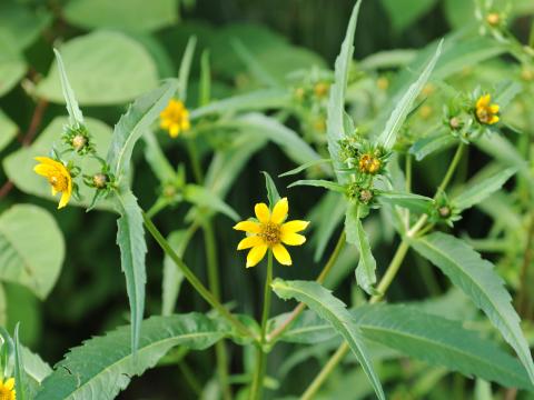 Bident penché(Bidens cernua)_22