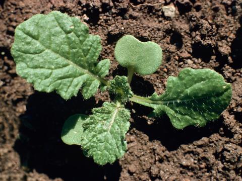 Moutarde oiseaux (Brassica rapa)_2