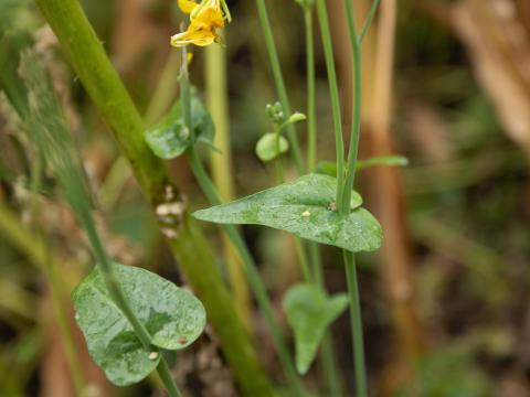 Moutarde oiseaux (Brassica rapa)_13