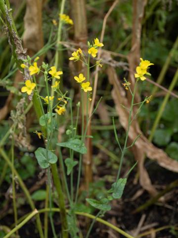 Moutarde oiseaux (Brassica rapa)_14