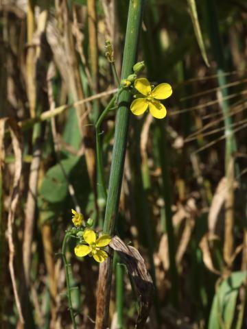 Moutarde oiseaux (Brassica rapa)_15