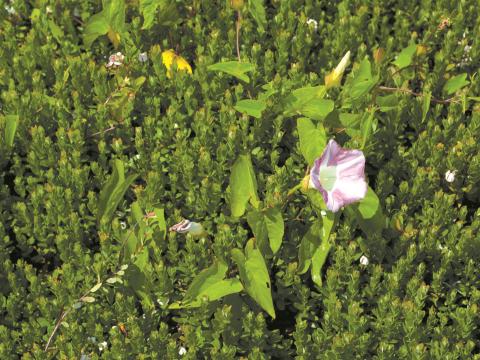 Liseron haies (Calystegia sepium)_8