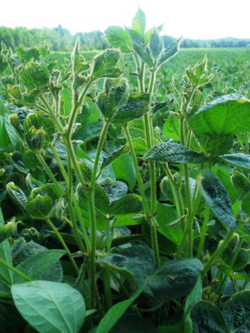 Soya - dicamba (4)_14