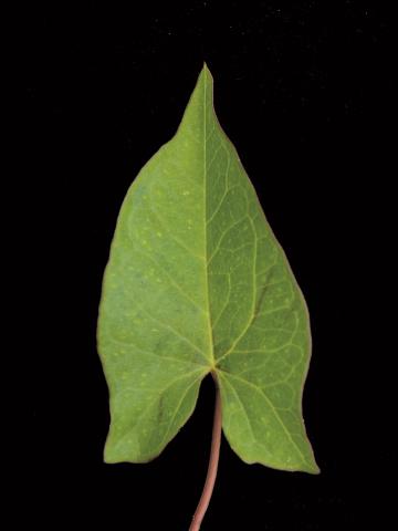 Liseron haies (Calystegia sepium)_12