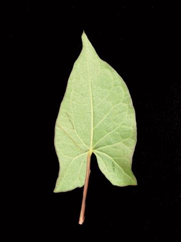 Liseron haies (Calystegia sepium)_13