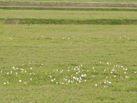 Liseron haies (Calystegia sepium)_16