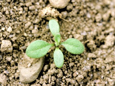 Bourse pasteur(Capsella bursa-pastoris)_1