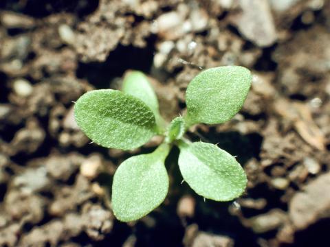 Bourse pasteur(Capsella bursa-pastoris)_2