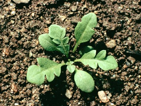 Bourse pasteur(Capsella bursa-pastoris)_3