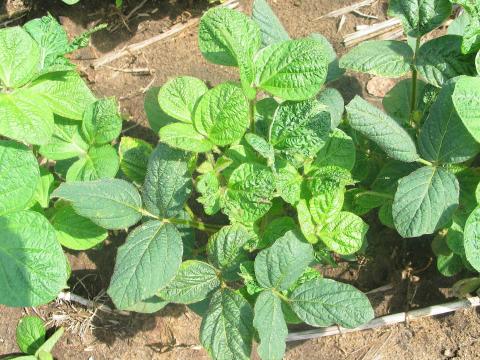 Soya - dicamba (4)_16