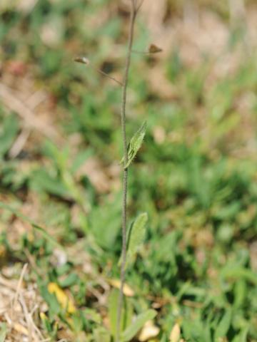 Bourse pasteur(Capsella bursa-pastoris)_15