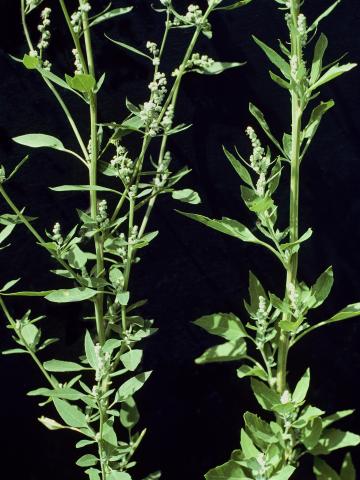 Chénopode blanc(Chenopodium album)_4