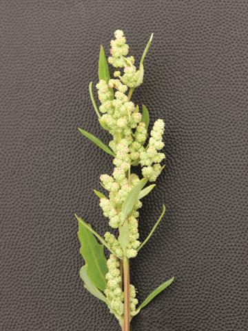 Chénopode blanc(Chenopodium album)_6