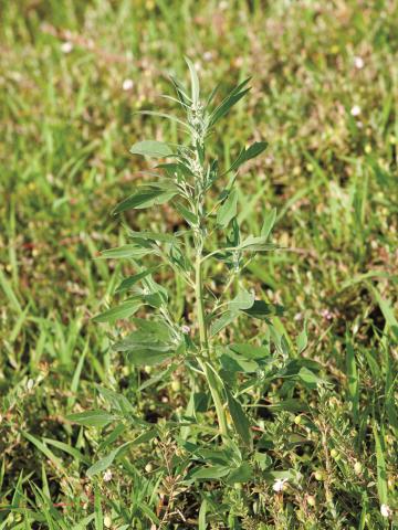 Chénopode blanc(Chenopodium album)_11