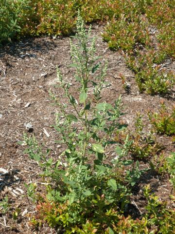 Chénopode blanc(Chenopodium album)_14