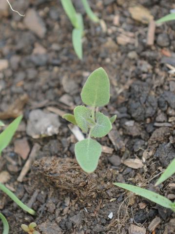 Chénopode blanc(Chenopodium album)_22